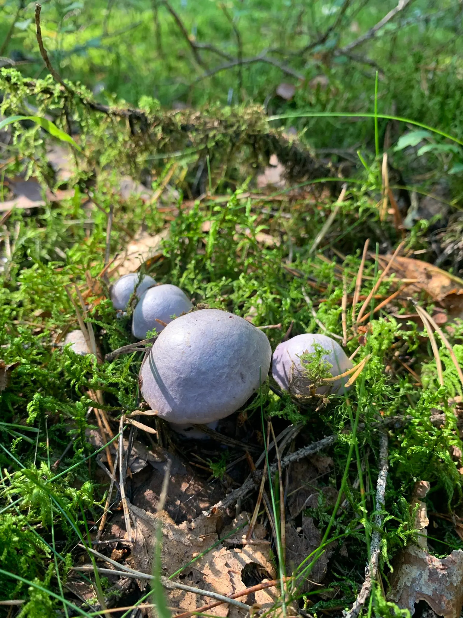 blueish purple mushroom