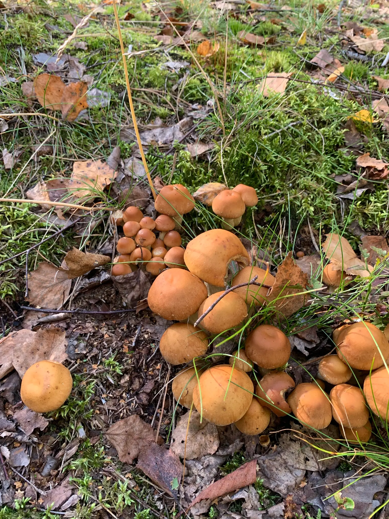 dense cluster of light brown mushrooms