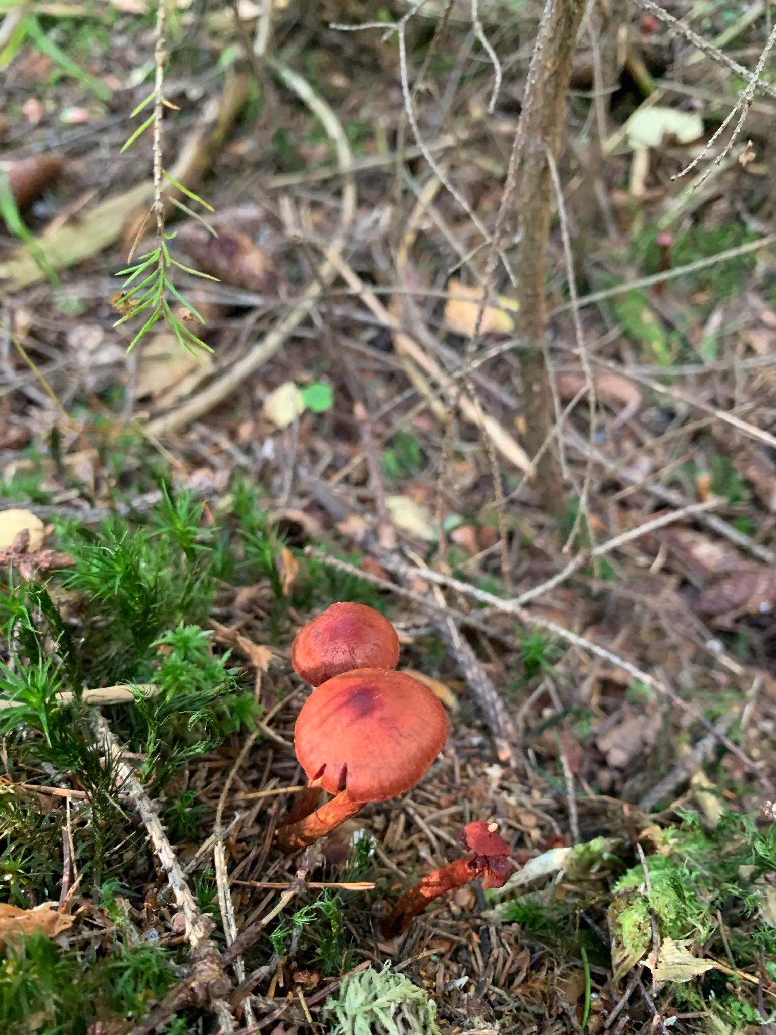 two bright red mushrooms