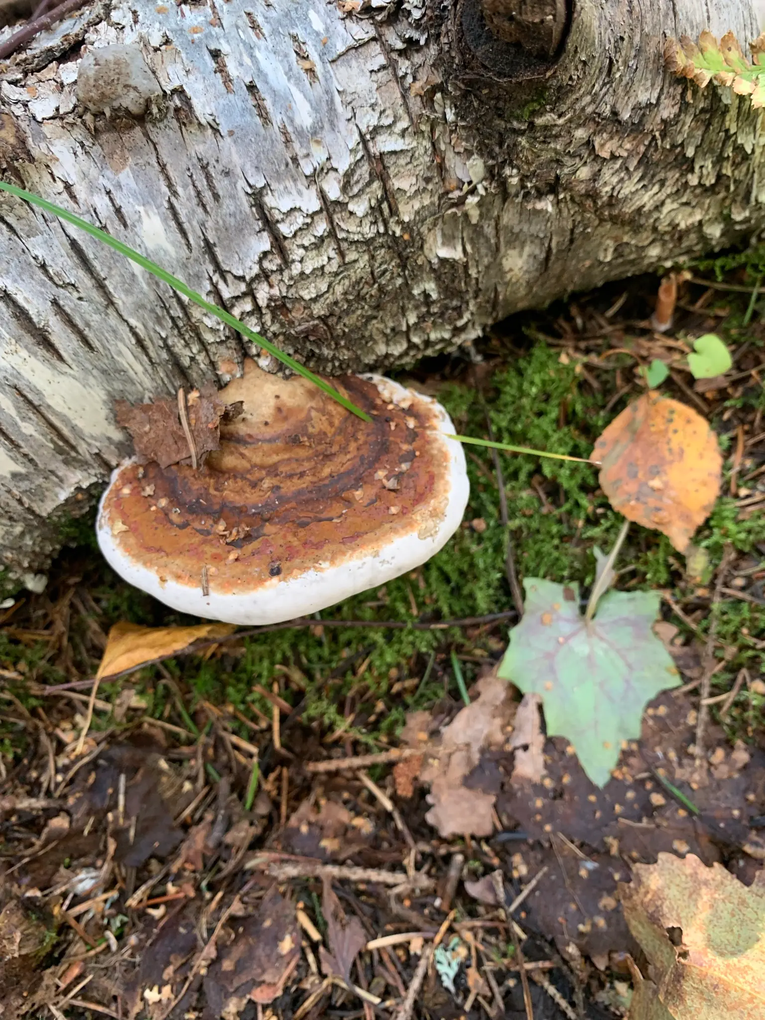 large brown mushroom growing from a fallen tree