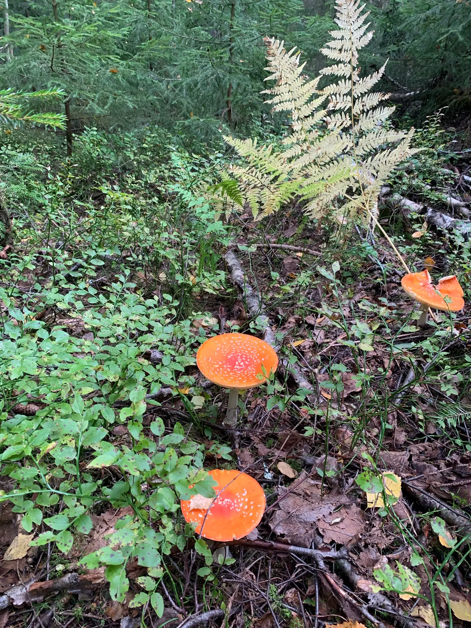 two large mushroom, I think of genus Amanita