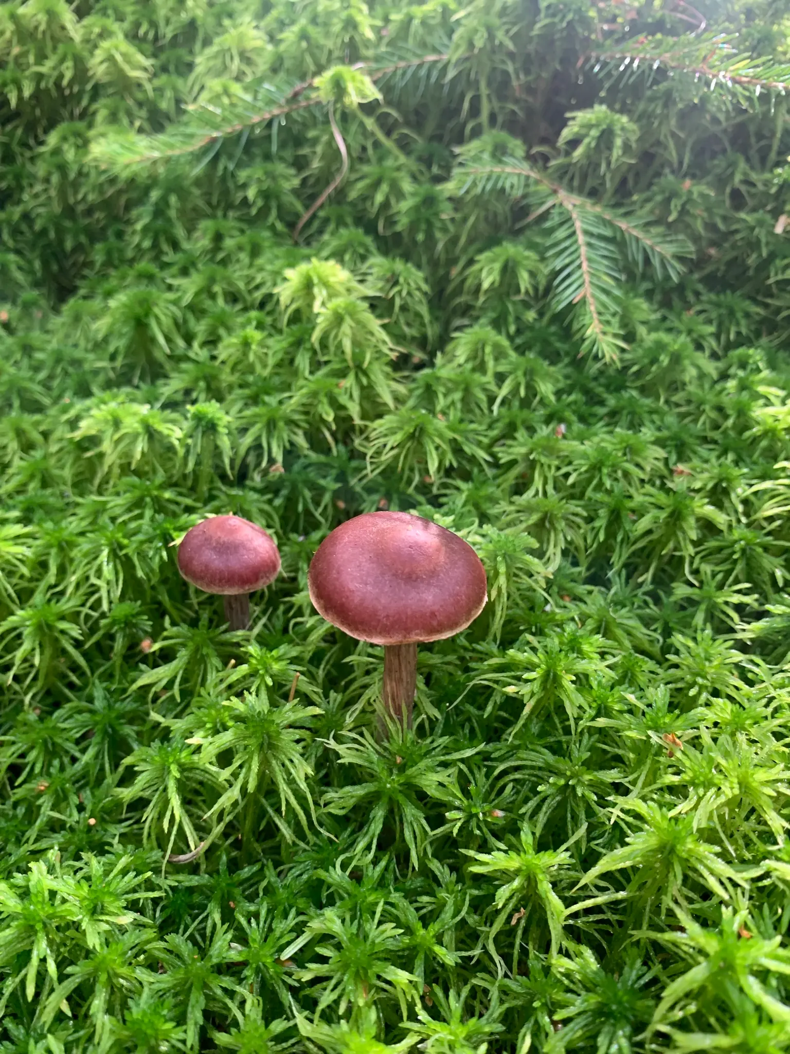 two mushrooms that are deep brown, and almost purple