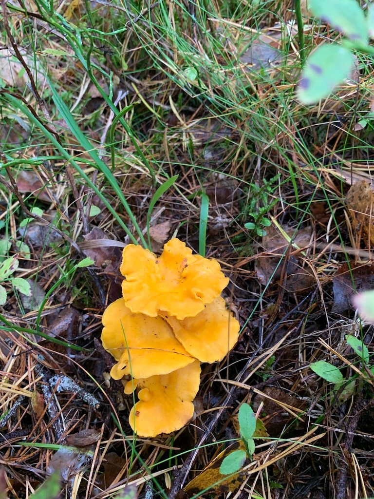 Bright yellow chanterelle mushrooms
