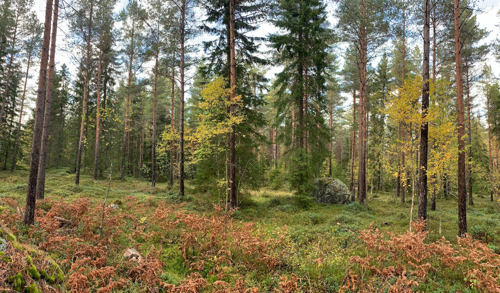 Panorama of a Finnish forest in fall, dead ferns cover the ground