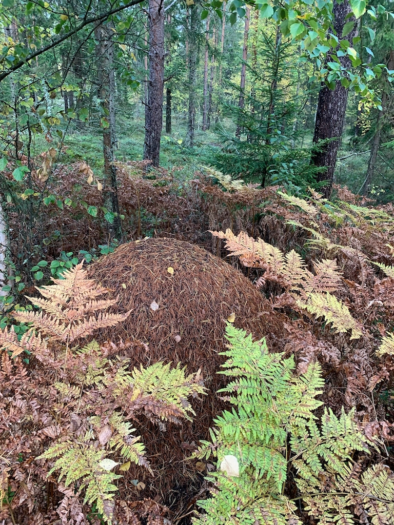 Large anthill resting underneath a tree