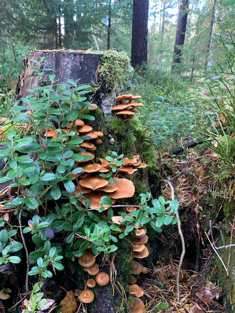 Mushrooms growing out of a log, surrounded by leaves