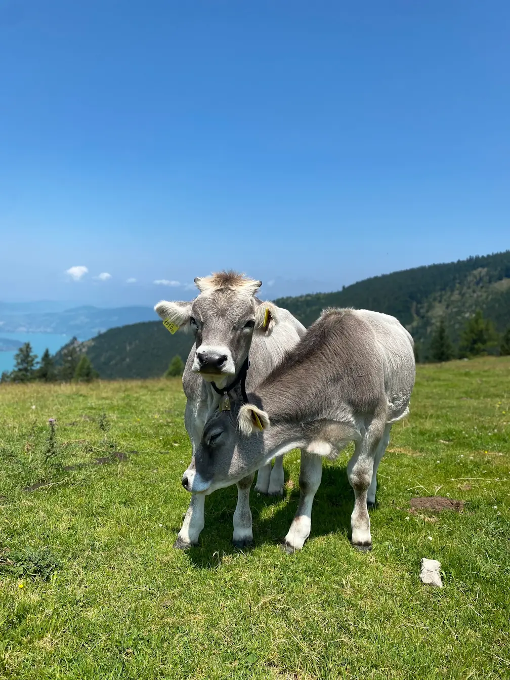 Two young, gray calves huddling together in a mountain meadow.