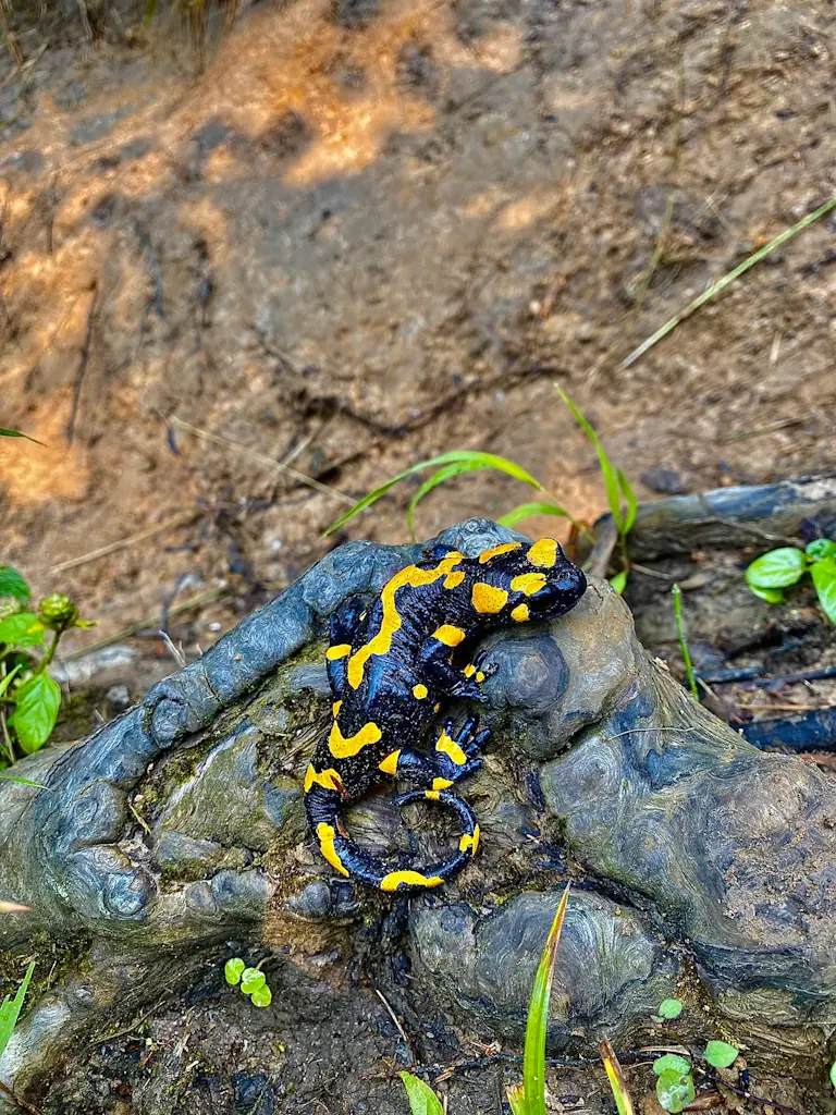 A fire salamander relaxing on a dirt trail on a summer afternoon.