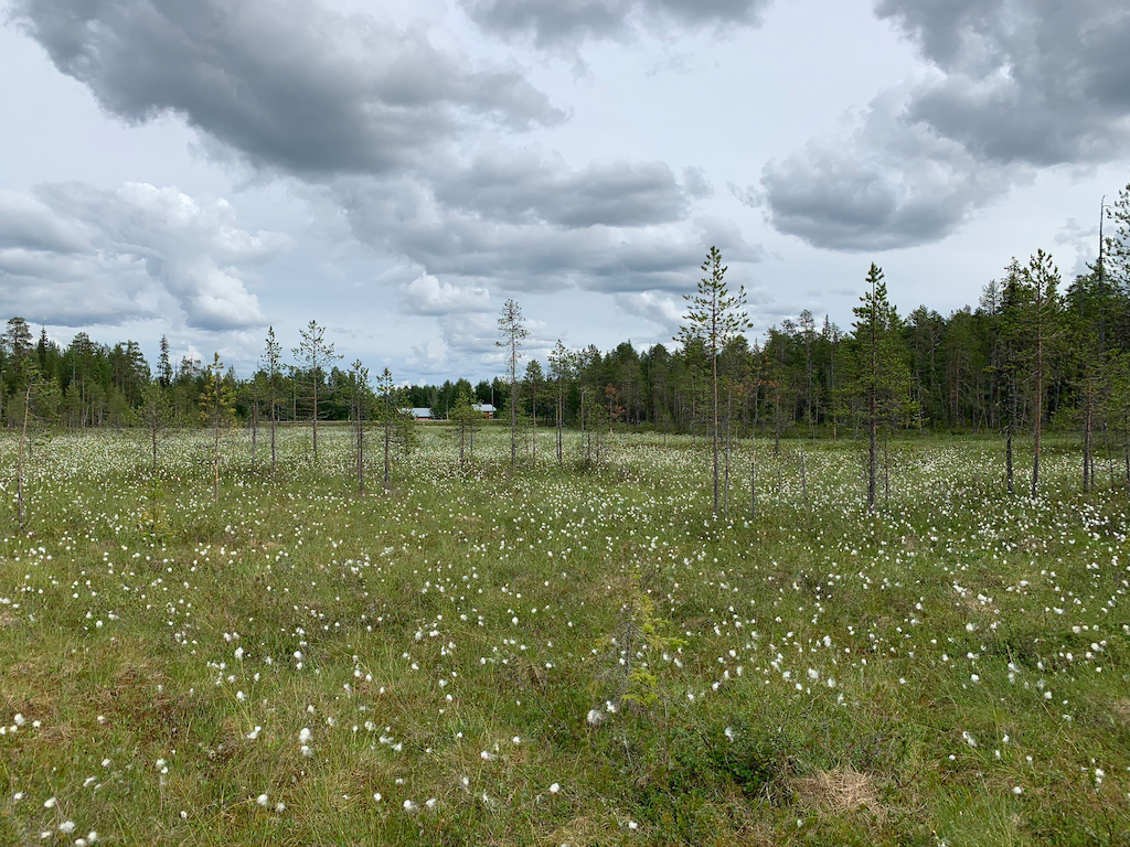 Overcast day overlooking a meadow in Lapland