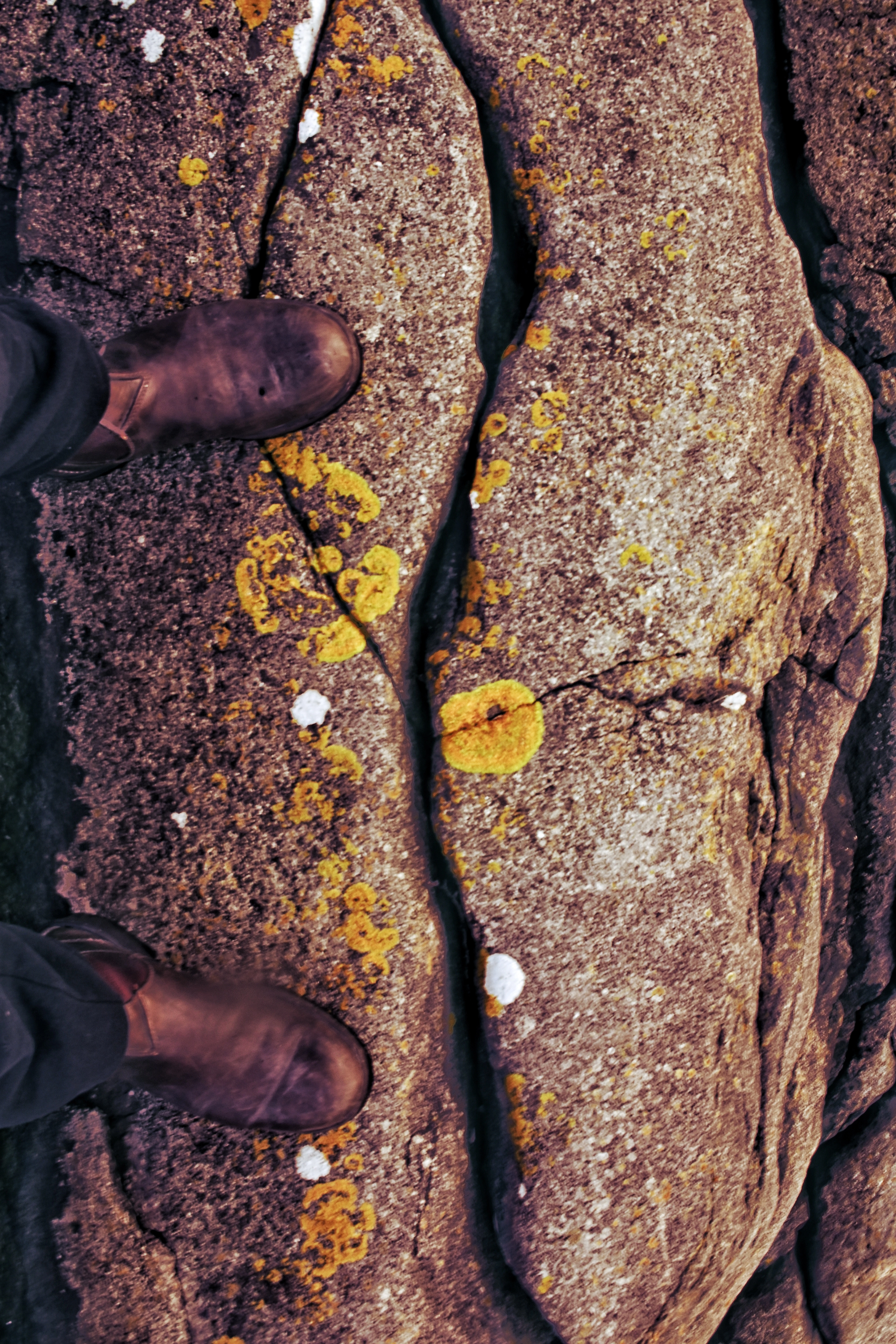 Lichen on granite