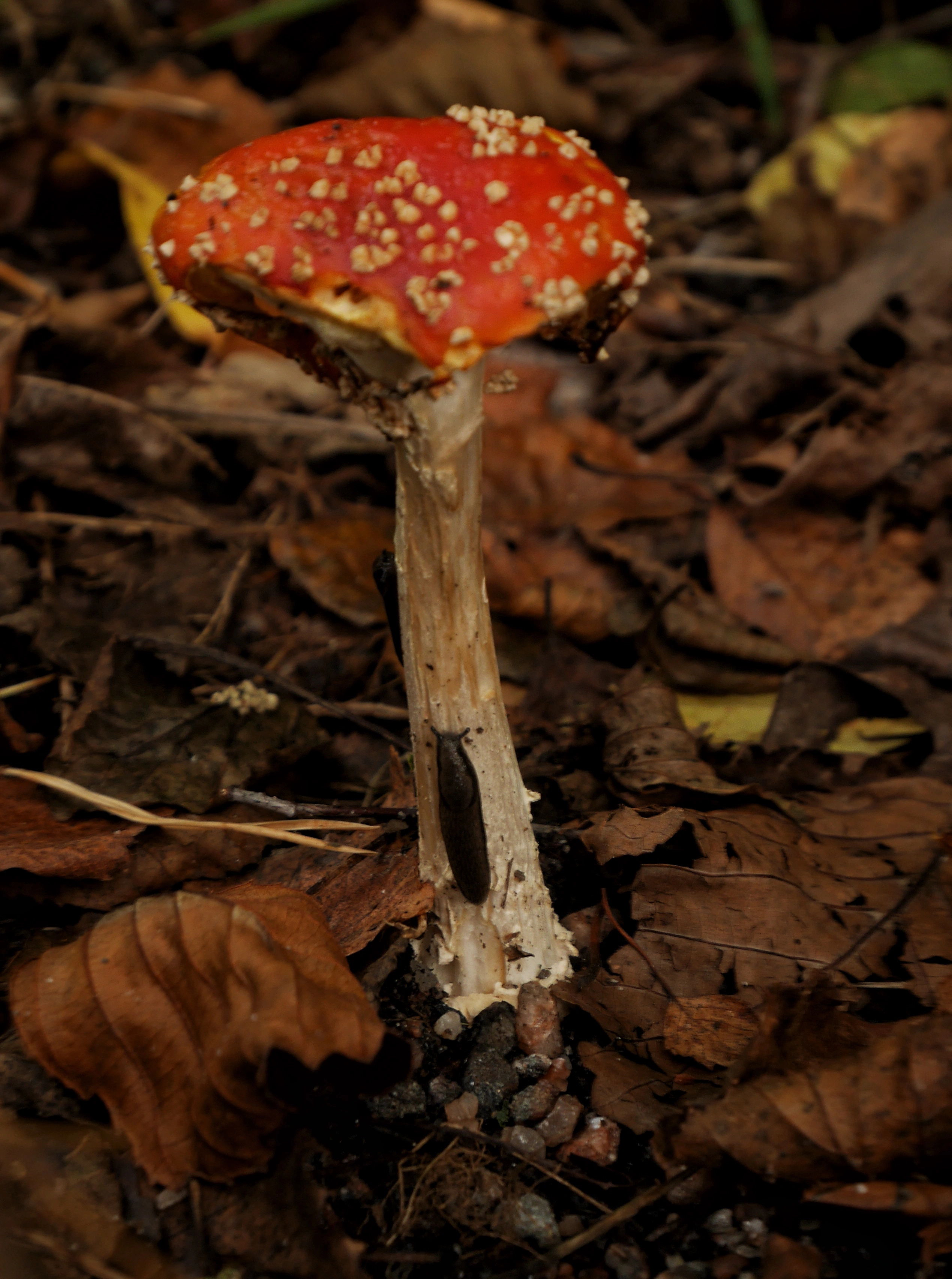 Two slugs climbing a amanita mushroom
