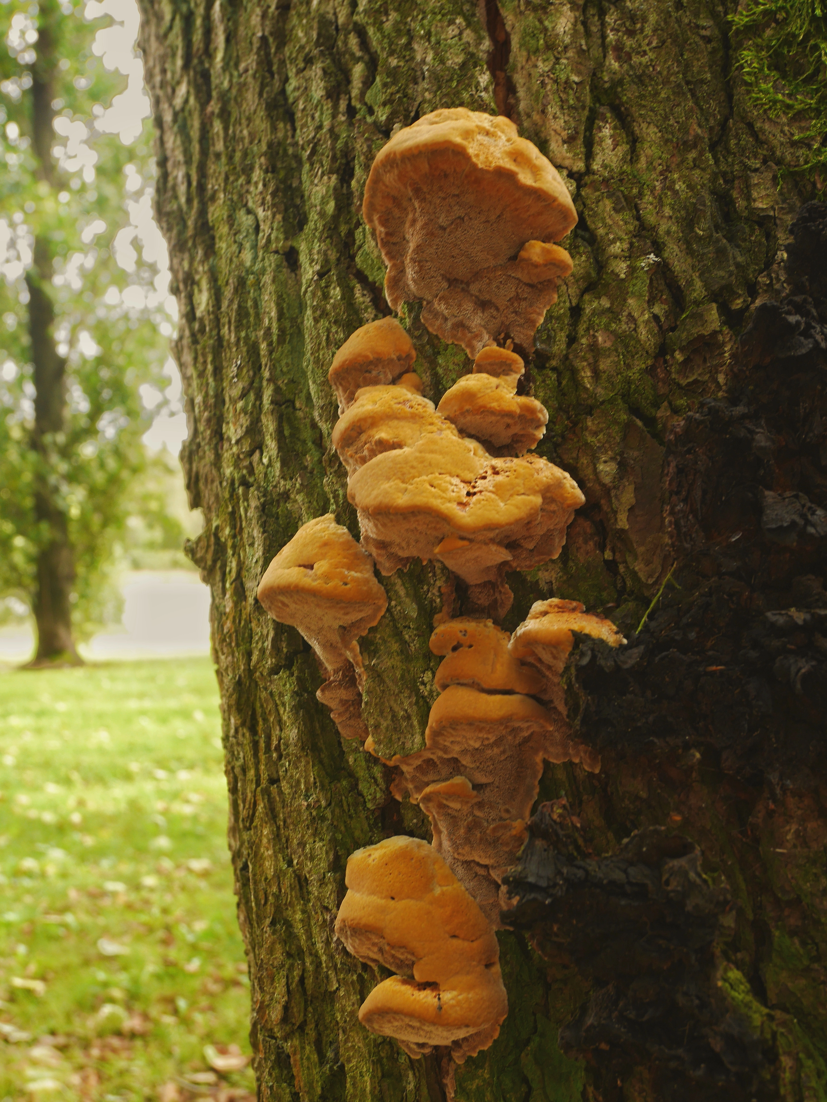 Mushrooms on a tree
