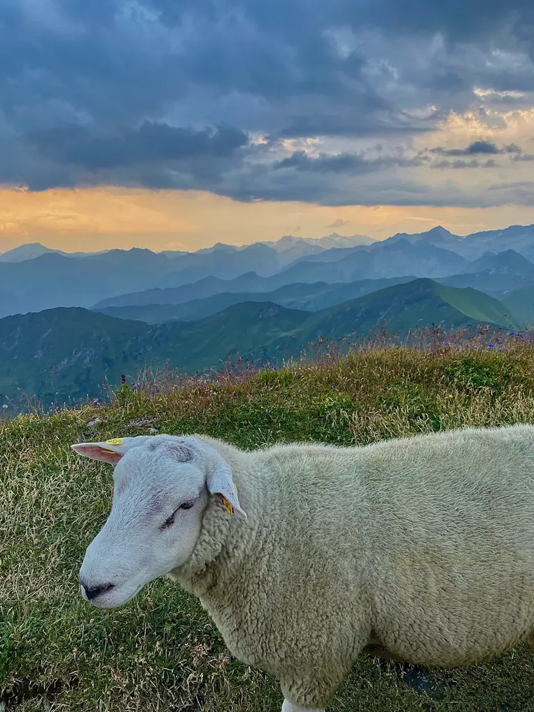 A sheep in the foreground with the Austrian Alps in the background. There is a stormy sky with the sun setting, painting the clouds purple and god.