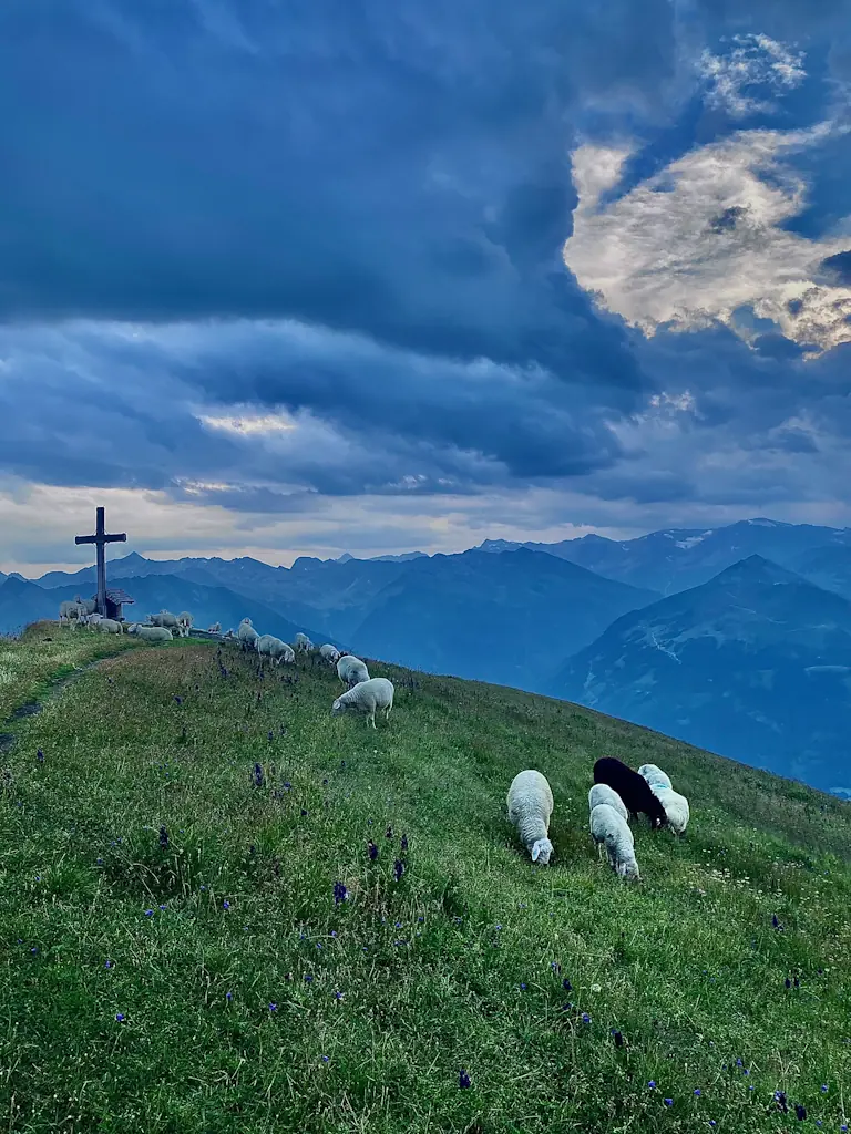 A flock of sheep on the peak of Gamskarkogel in Austria. A wooden cross stands on the peak in the background.